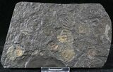Dactylioceras Ammonite Cluster - Posidonia Shale #23187-1